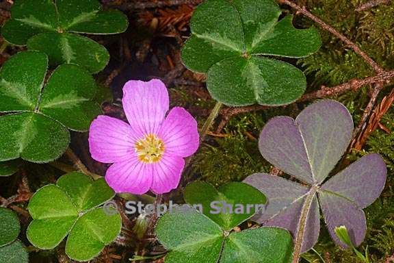 oxalis oregana 7 graphic